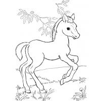 Cartoon horses coloring pages