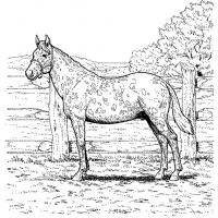 Realistic horse coloring pages