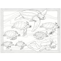 Sea turtle coloring pages