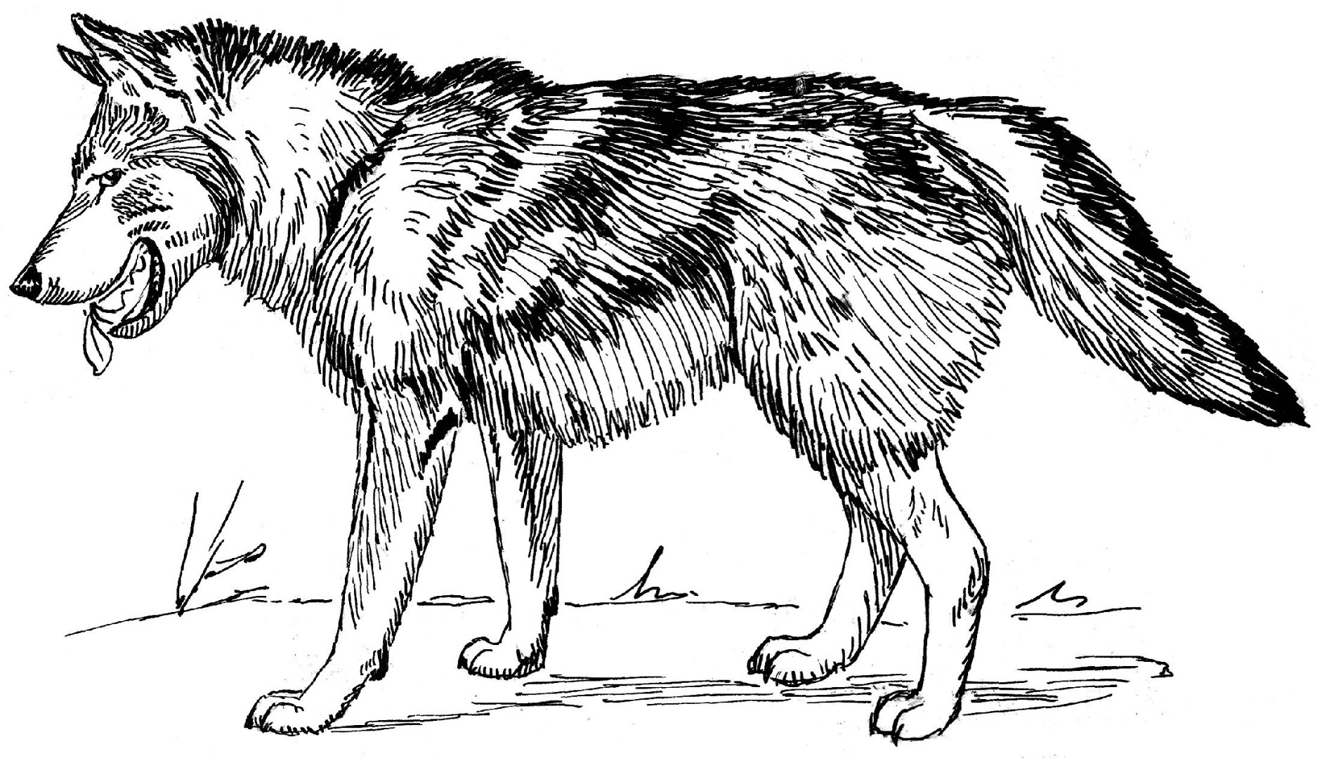 Wolf coloring pages to and print for free