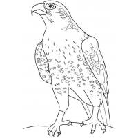 Falcon coloring pages