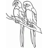 Parrots coloring pages