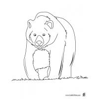 Brown bear coloring pages
