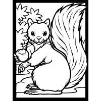 Squirrel coloring pages