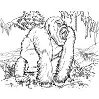 Gorilla coloring pages