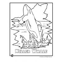Killer whale coloring pages