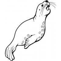 Leopard seal coloring pages