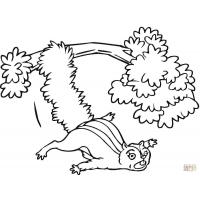 Flying squirrel coloring pages