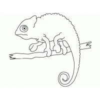 Chameleon Coloring Pages