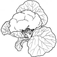 Vegetable coloring pages