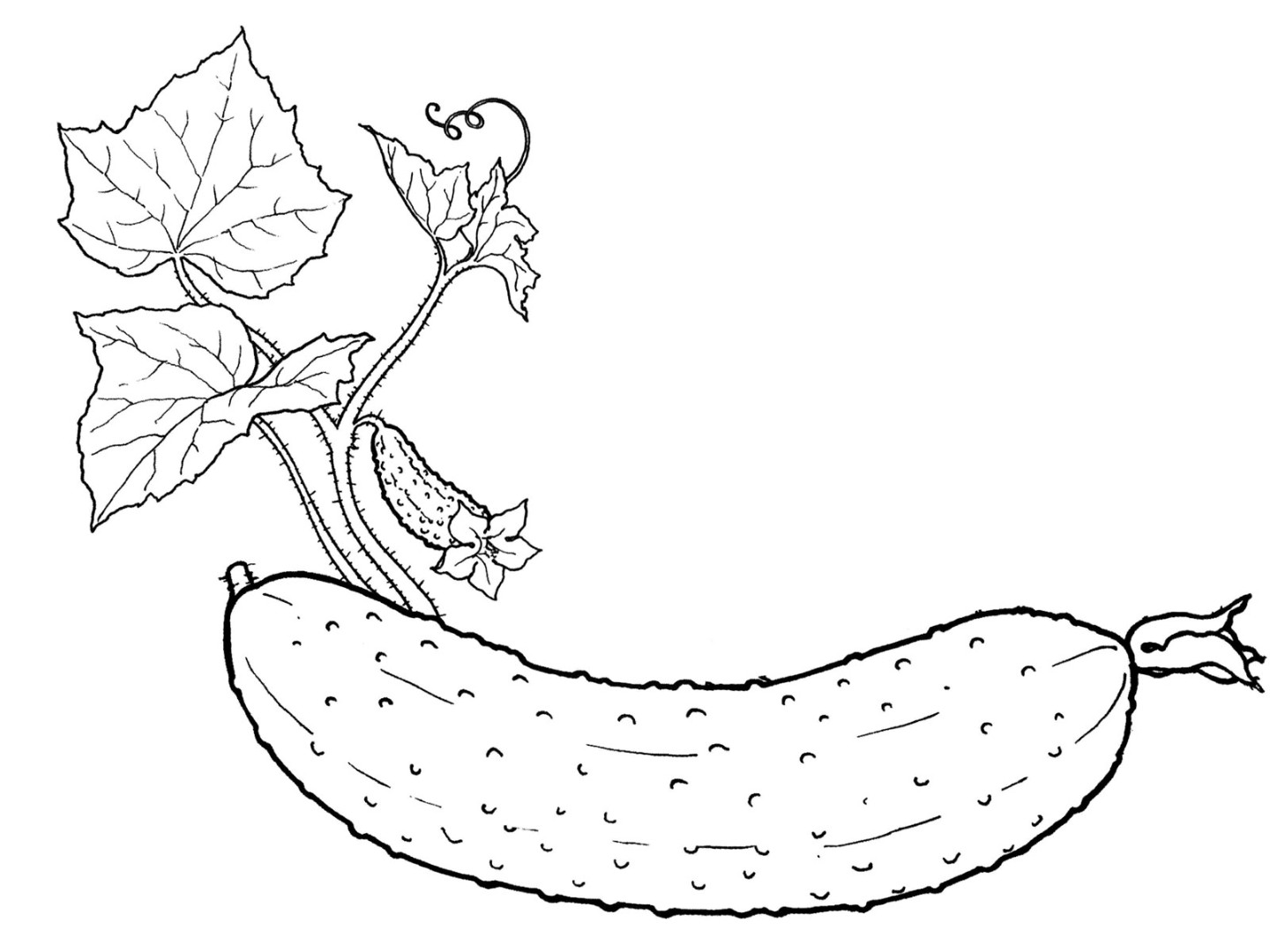 Cucumber coloring pages to download and print for free