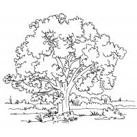 Nature coloring pages