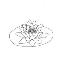 Water lilies coloring pages