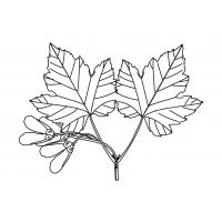 Tree leaves coloring pages