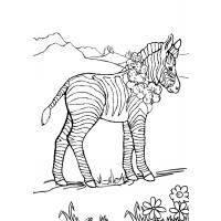 Marty zebra coloring pages