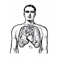 Human body coloring pages