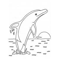 Dolphin coloring pages