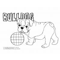 Bulldog coloring pages