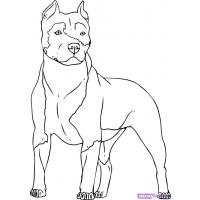 Pitbull coloring pages