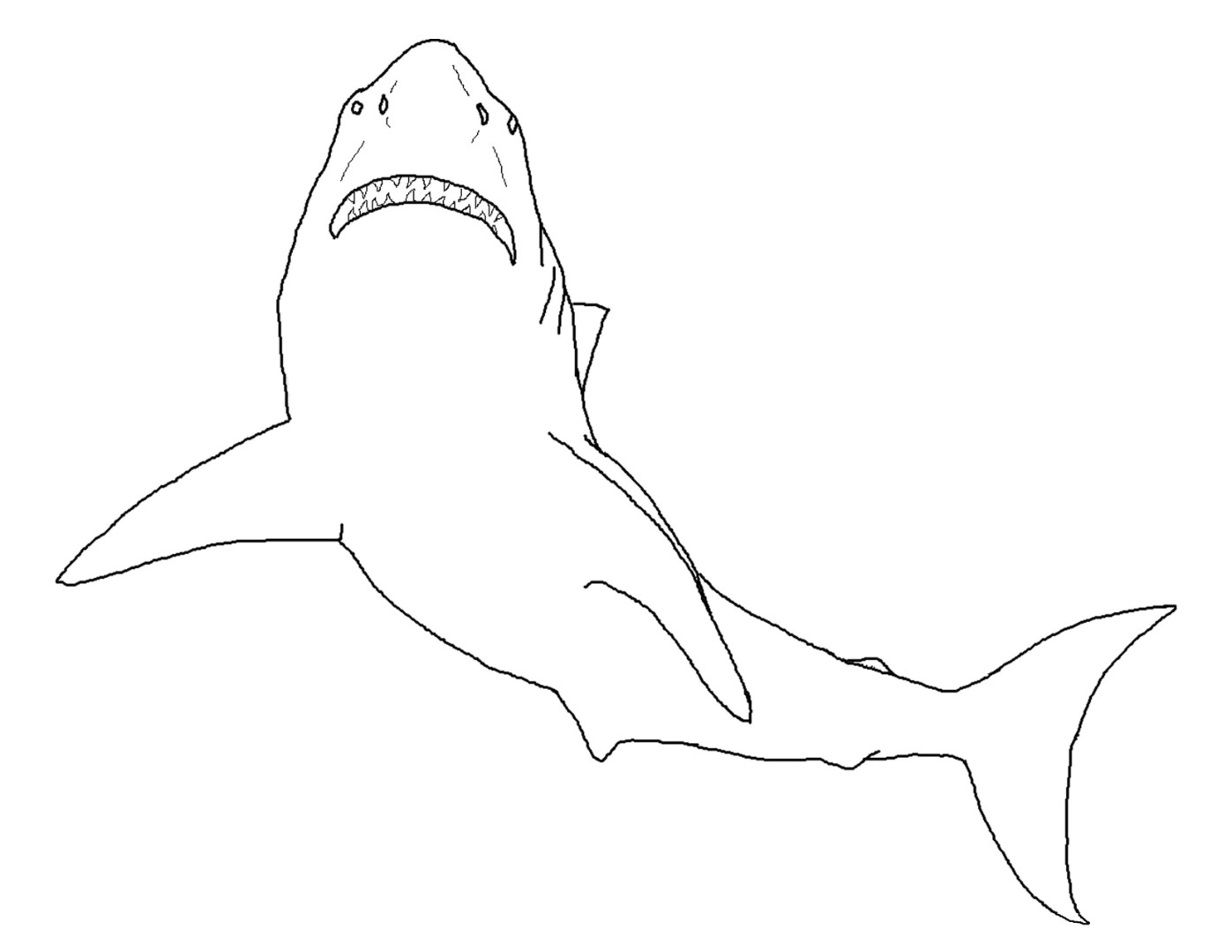 Great white shark coloring pages to download and print for free