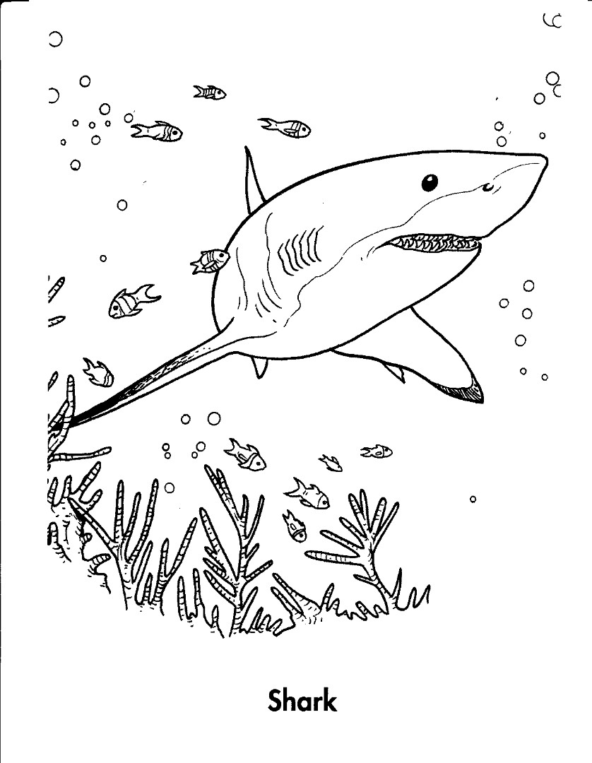 Great white shark coloring pages to download and print for free