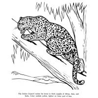 Leopard coloring pages