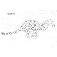 Cheetah coloring pages