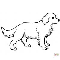 Golden retriever coloring pages