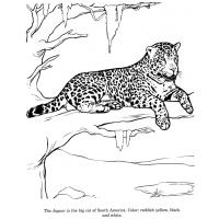 Jaguar coloring pages