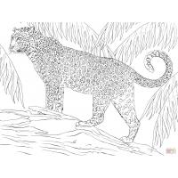 Jaguar coloring pages
