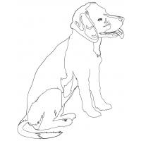 Beagle coloring pages