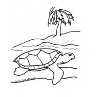 Sea turtle coloring pages