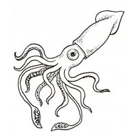 Squid coloring pages