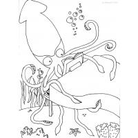 Squid coloring pages
