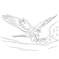 Falcon coloring pages