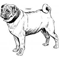 Pug coloring pages