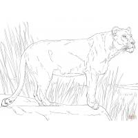 Lioness coloring pages