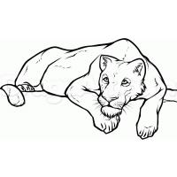 Lioness coloring pages