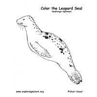 Fur seal coloring pages