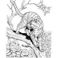 Bobcat coloring pages