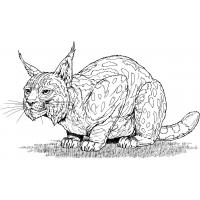 Bobcat coloring pages