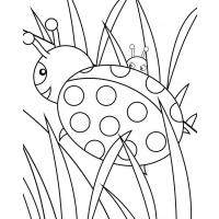Ladybug coloring pages