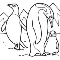 Penguins coloring pages