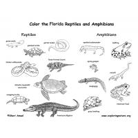 Florida animals coloring pages