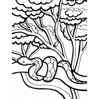 Snake coloring pages