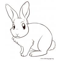 Real bunny coloring pages