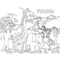 Wildlife coloring pages