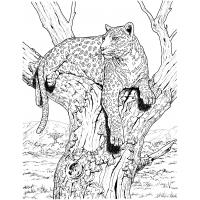 Wildlife coloring pages