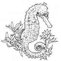 Seahorse coloring pages