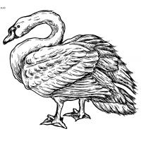 Swan coloring pages